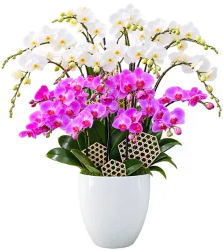 Lan hồ điệp trắng tím