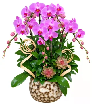 Lan hồ điệp tím hồng