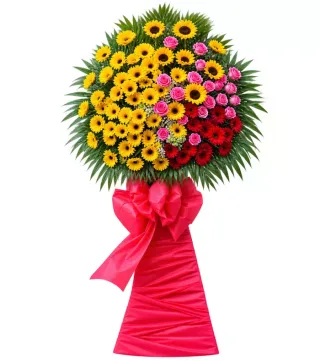 Kệ đồng tiền nhiều màu