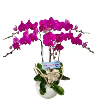 Lan hồ điệp tím hồng khoảng ba cành chính uốn