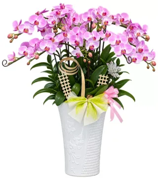 Lan hồ điệp hồng tím nhạt