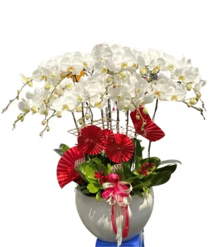 Lan hồ điệp trắng