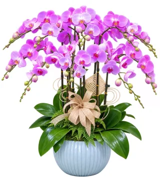 Lan hồ điệp tím hồng