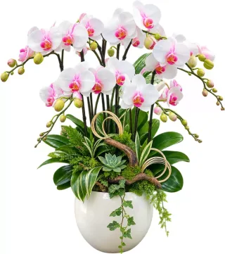 Lan hồ điệp trắng tâm hồng