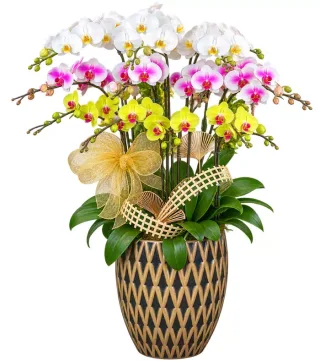 Lan hồ điệp trắng hồng vàng