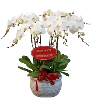 Lan hồ điệp trắng