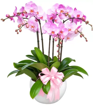 Lan hồ điệp hồng trắng