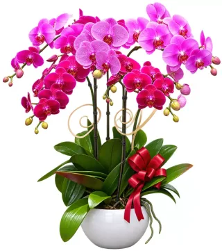 Lan hồ điệp tím hồng