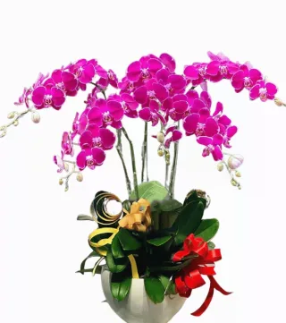 Lan hồ điệp tím hồng