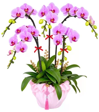 Lan hồ điệp tím hồng