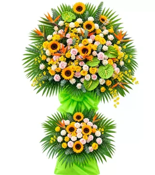 Kệ hướng dương hồng phấn