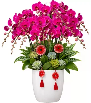 Lan hồ điệp tím đậm