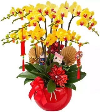 Lan hồ điệp vàng