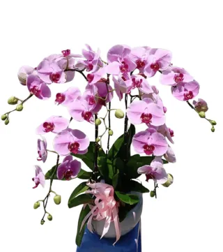 Lan hồ điệp hồng phấn