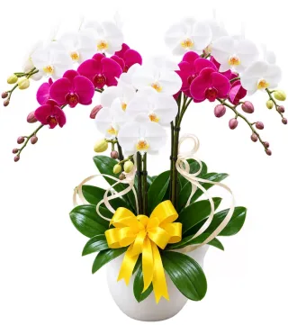 Lan hồ điệp trắng tím