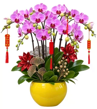 Lan hồ điệp tím hồng