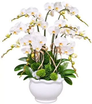 Lan hồ điệp trắng