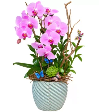 Lan hồ điệp tím hồng