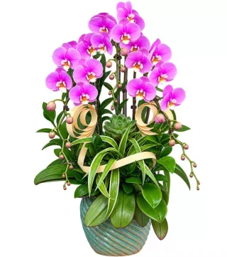 Lan hồ điệp tím hồng