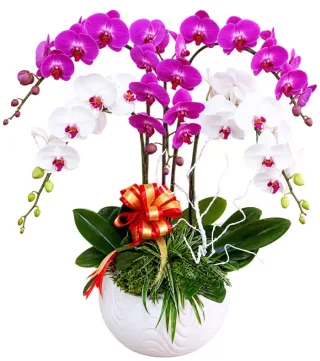 Lan hồ điệp tím trắng