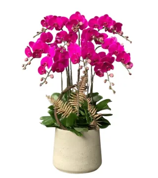 Lan hồ điệp tím hồng đậm
