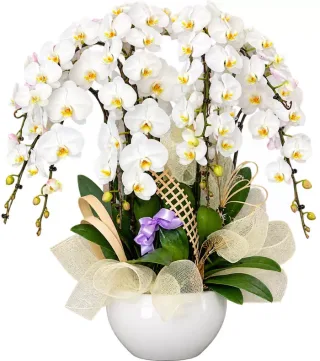 Lan hồ điệp trắng