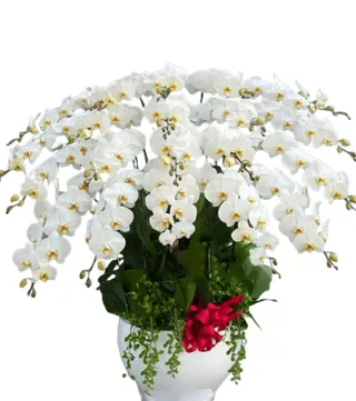 Lan hồ điệp trắng