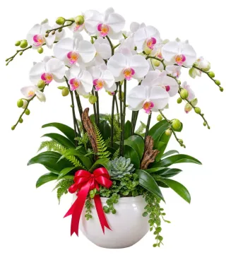 Lan hồ điệp trắng tâm hồng