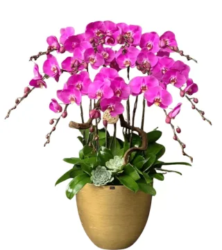 Lan hồ điệp tím hồng đậm