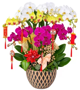 Lan hồ điệp trắng vàng tím