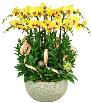 Lan hồ điệp vàng