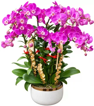 Lan hồ điệp tím hồng