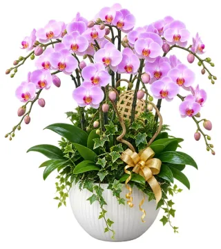 Lan hồ điệp hồng tím nhạt