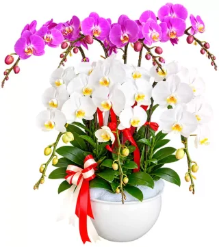 Lan hồ điệp tím trắng