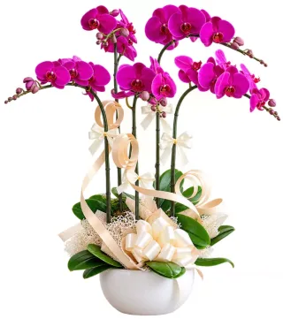 Lan hồ điệp tím đậm