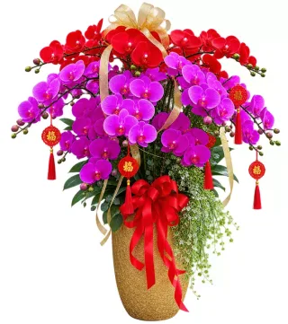 Lan hồ điệp đỏ tím