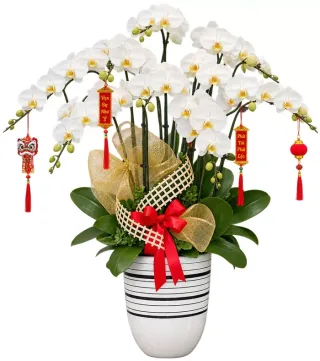 Lan hồ điệp trắng