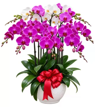 Lan hồ điệp tím trắng