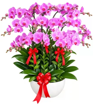 Lan hồ điệp hồng tím
