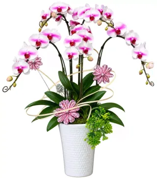 Lan hồ điệp trắng tâm tím