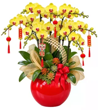 Lan hồ điệp vàng