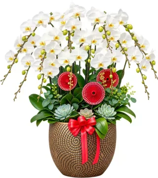 Lan hồ điệp trắng