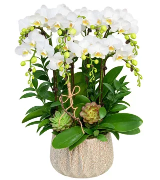 Lan hồ điệp trắng