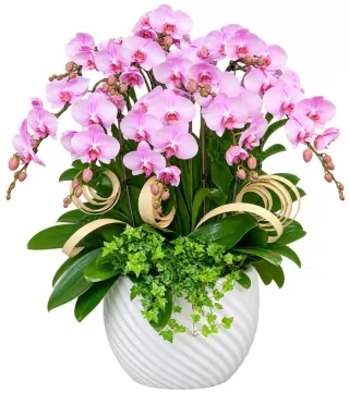 Lan hồ điệp hồng trắng
