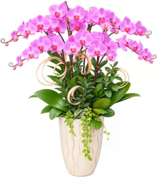 Lan hồ điệp tím hồng